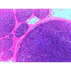 Zestaw gotowych preparatów Levenhuk N20 NG biologia i fizjologia