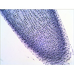 Zestaw gotowych preparatów Levenhuk N20 NG biologia i fizjologia